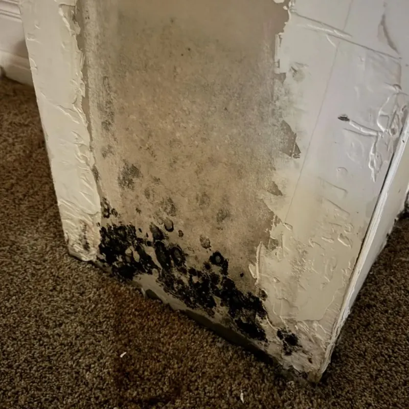 Professional Mold Removal in Southside, AR